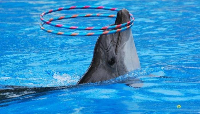 ШОУ ДЕЛЬФИНОВ В КЕМЕРЕ - ЭКСКУРСИИ В КЕМЕРЕ