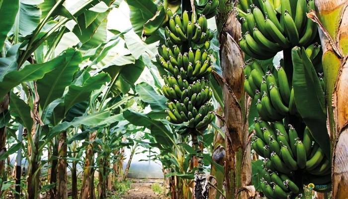 ALANYA �EH�R TURU - S�DE GEZ�LECEK YERLER VE TURLAR