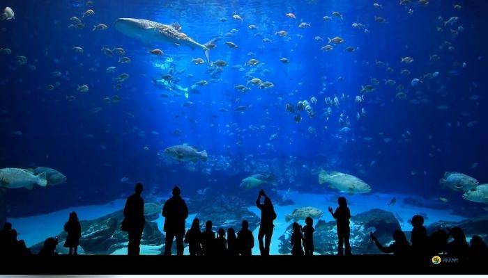 VISITE AQUARIUM � KEMER - EXCURSIONS � KEMER