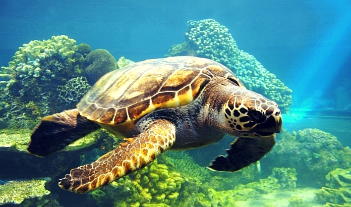 DALYAN TEKNE TURU - FETH�YE GEZ�LECEK YERLER VE TURLAR