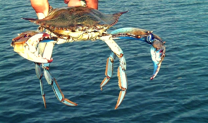 DALYAN TEKNE TURU - MARMAR�S GEZ�LECEK YERLER VE TURLAR