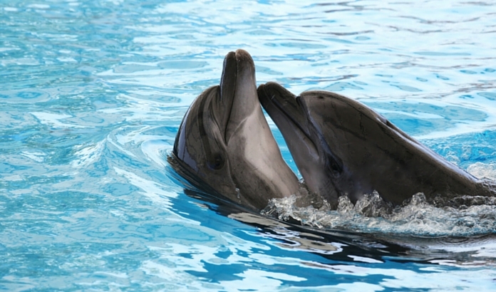 ��ECEKLER DAH�L YUNUS ADASI TEKNE TURU - S�DE GEZ�LECEK YERLER VE TURLAR