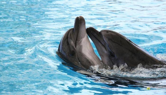 ПЛАВАНИЕ С ДЕЛЬФИНАМИ В КЕМЕРЕ - ЭКСКУРСИИ В КЕМЕРЕ